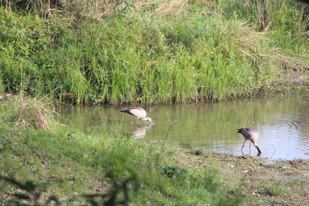 Kaziranga Natioanl Park
