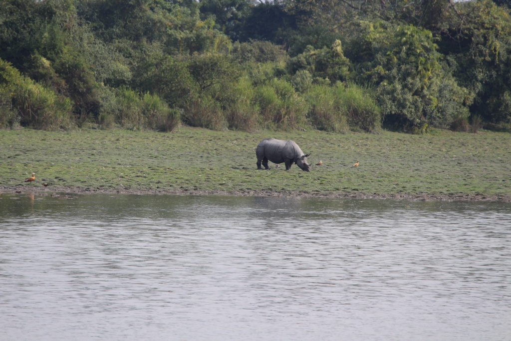 kaziranga national park