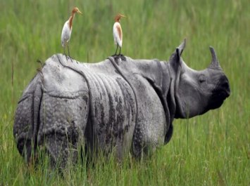 Kaziranga Rhino Tour